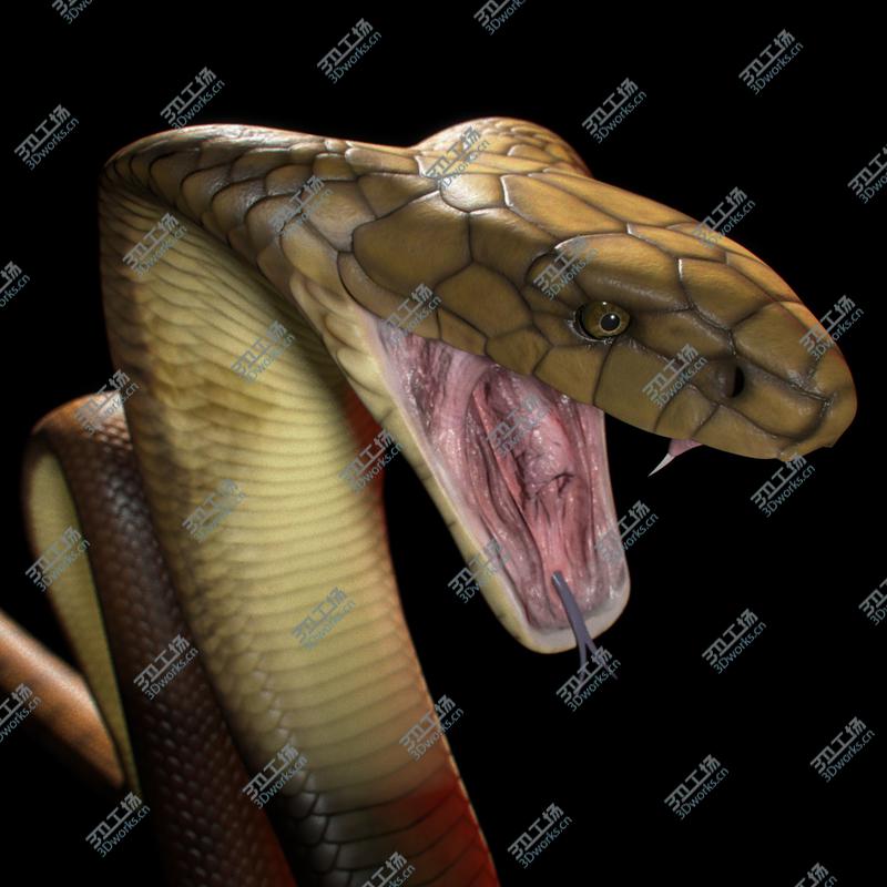 images/goods_img/202104092/King Cobra/3.jpg